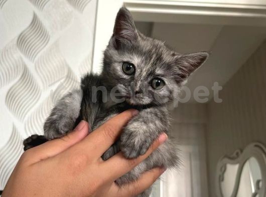 British Shorthair 2 kedi yavrum uygun fiyata sahiplendirilecek