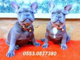 BLUE LİLAC QUAD FRENCH BULLDOG YAVRULAR İZMİR iletişim..05530827380