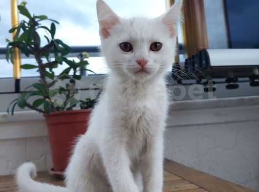2,5 aylık Baba British anne ankara kedisi yavru, uygun ve son yavru!