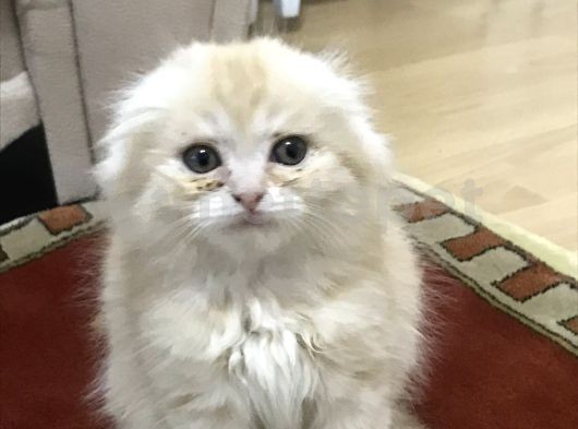 3.5 aylık eğitimli sevimli kedi