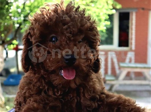 Harika Toy Poodle Erkek Yavrular 