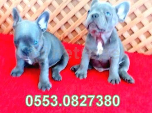 Blue Lilac Quad French Bulldog Yavrular İzmir İletişim..05530827380