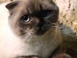 Mükemmel British Shorthair  Yetişkin Erkek kediler 