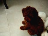Red Dark Brown Erkek ve Küt Burunlu Bebek Surat Koyu Apricot Dişi Toy Poodle Yavrular