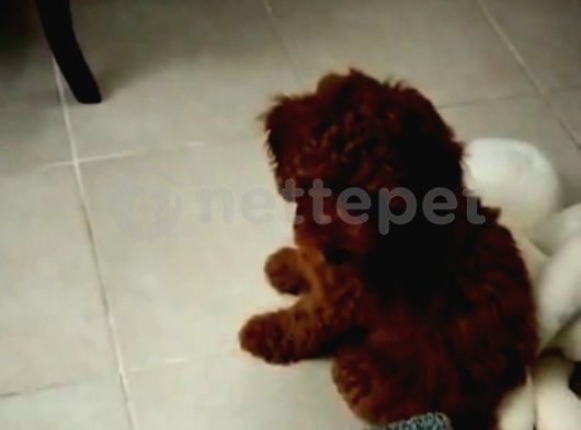 Red Dark Brown Erkek ve Küt Burunlu Bebek Surat Koyu Apricot Dişi Toy Poodle Yavrular