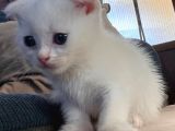 Kuru mama ve Tuvalet eğitimli 2 aylık scottish fold ve british yavru kedilerimiz Adana