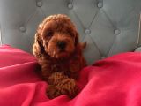 Red brawn toy poodle