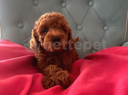 Red Brawn Toy Poodle