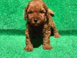  Toy poodle
