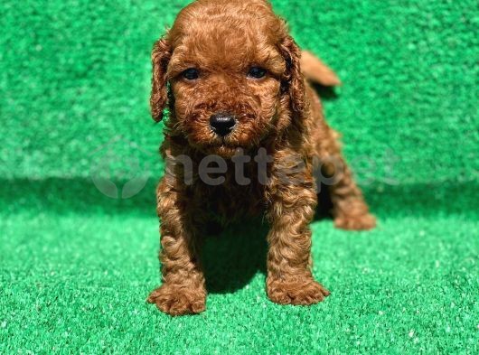  Toy poodle