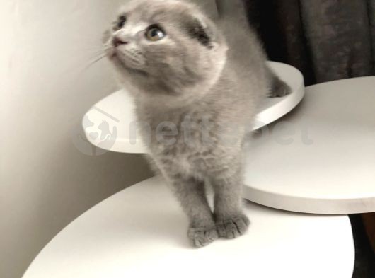 Safkan Scottish Fold 