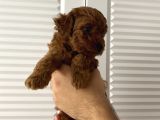Red toy poodle yavrular 