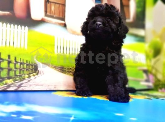 Toy Poodle Yavru 