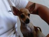 Erkek Chihuahua