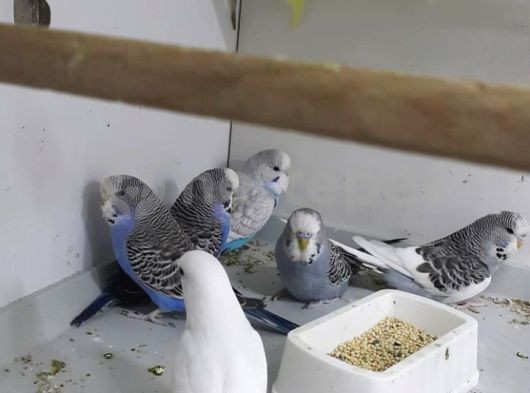 İzmirin en kaliteli kuşları 