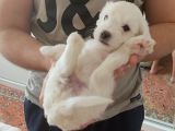 Maltese Terrier Yavrusu  