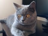 Orijinal Secereli british shorthair kedimize yuva arıyorum 