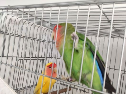 Çift sevda papağanı 