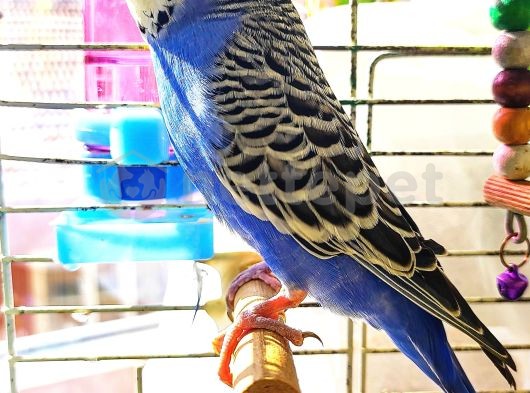 1 yaşında erkek maviş (yavru vermiştir)
