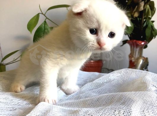 Beyaz Scottish Fold Tatlı Kedimize ACİL Yuva Arıyoruz
