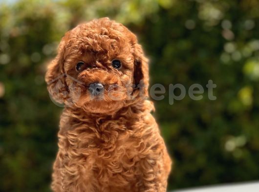 Türkiyenin En Güzel Toy Poodle Yavruları 