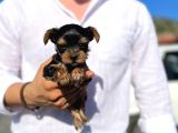 Mini Boy Safkan Secereli Yorkshire Terrier Yavruları
