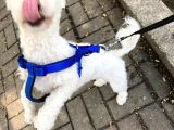 Ankaranin Huyu Güzel Beyaz Bichon Maltese Terrier Melezi 