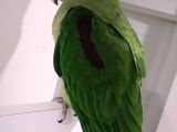 Alexander papağan 