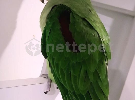 Alexander papağan 