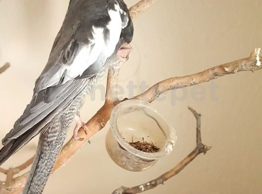 3bucuk aylik erkek yavru sultan papagani