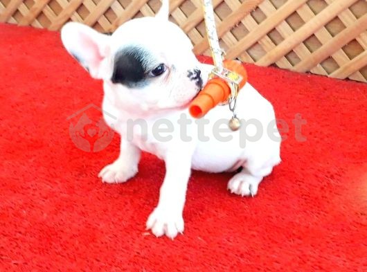 Erkek Dişi French Bulldog Yavru İzmir