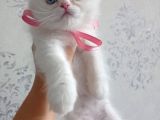 2 aylık beyaz sağlıklı İran kedisi dişi ve erkek
