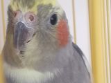 8 aylık erkek konusturmalik sultan papağan 