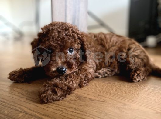 Toy Poodle Red Brown