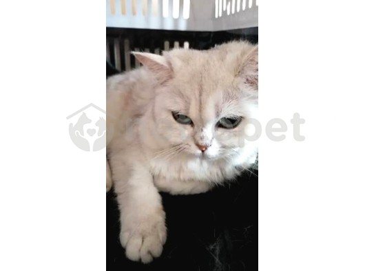 British Shorthair Dişi 