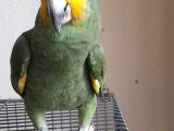 Amazon papaganı 