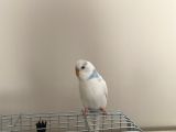 Erkek Mavi-Beyaz Muhabbet kuşu