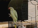 Alexander, iskender, Pakistan papağanı büyük boy kafes 