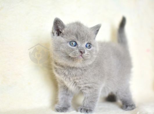 Küt Kafa Gri British Shorthair