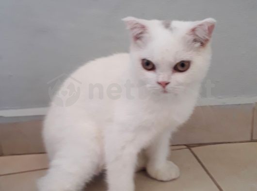 Özel Scotish Shorthair