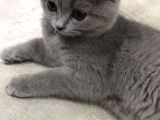 Dişi british shorthair yavru kedi tüm setiyle 1400tl