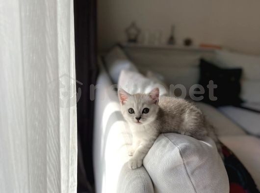 Erkek Dişi Show Kalite British Shorthair Yavrularımız