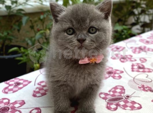 Koca Kafalı Yanaklı Erkek British Shorthair 