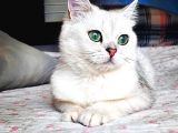 Ahsennn güzel kedi