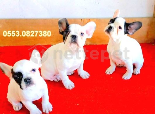 French Bulldog Yavrular İzmir 0553.0827380
