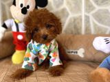 T-Cup Red Toy Poodle Yavrular 