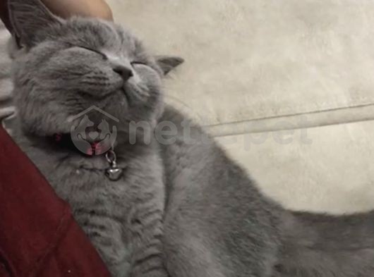 British shorthair dişi yavru gri kedi setiyle 