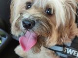 Ücretsiz Sahiplendirme Maltese Terrier Dişi 1 yaşında