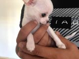 Chihuahua şivava bebekler