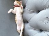 4 aylık erkek sarman kedi